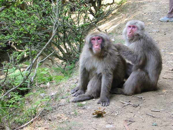 My Trip to Japan in June 2002